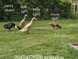 Ducks poultry 4 Friendly Runner Ducks (3 female 1 drake) - Advert 3