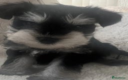 Schnoodle dogs for sale: 🐾🐶Schnoodles/Schnauzers🐶🐾 - Image 1
