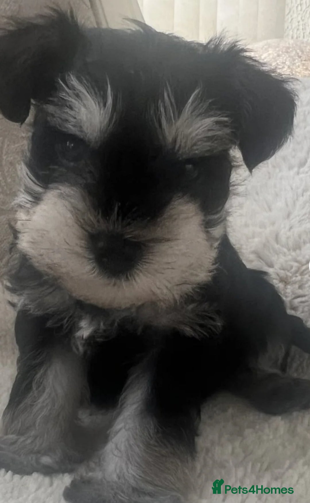 Schnoodle dogs for sale: 🐾🐶Schnoodles/Schnauzers🐶🐾 - Image 1