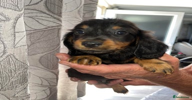 Dachshund dogs - Advert 2