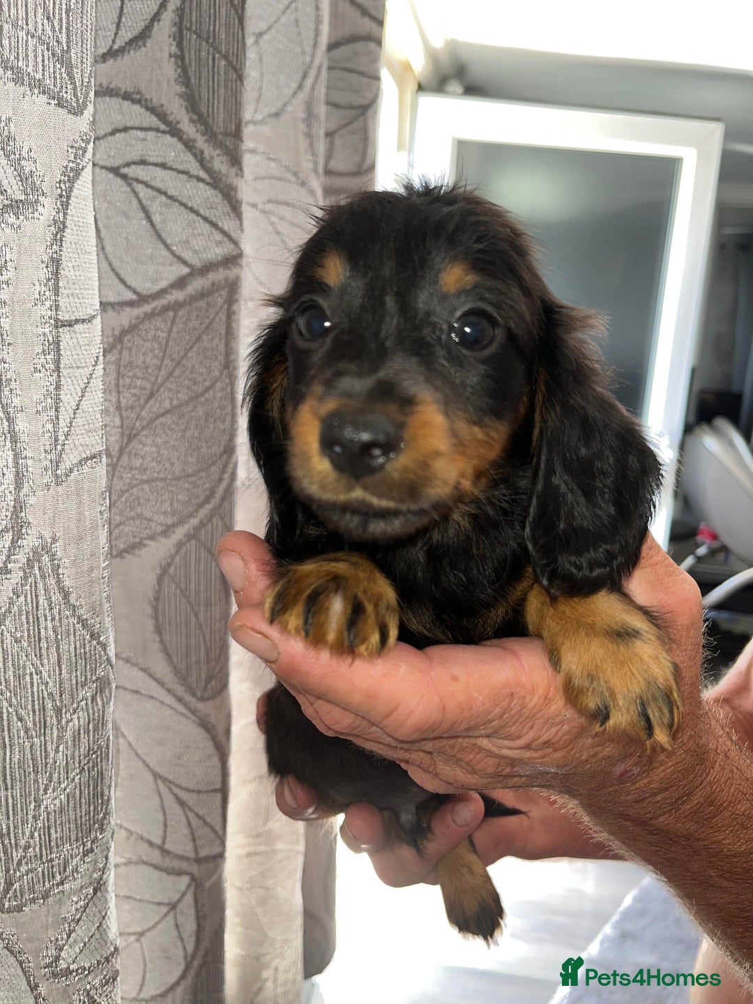 Dachshund dogs for sale: Dachshund  - Image 3