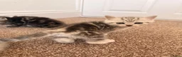 Scottish Fold cats for sale: Stunning Scottish Folds for sale in Sittingbourne - Advert 10