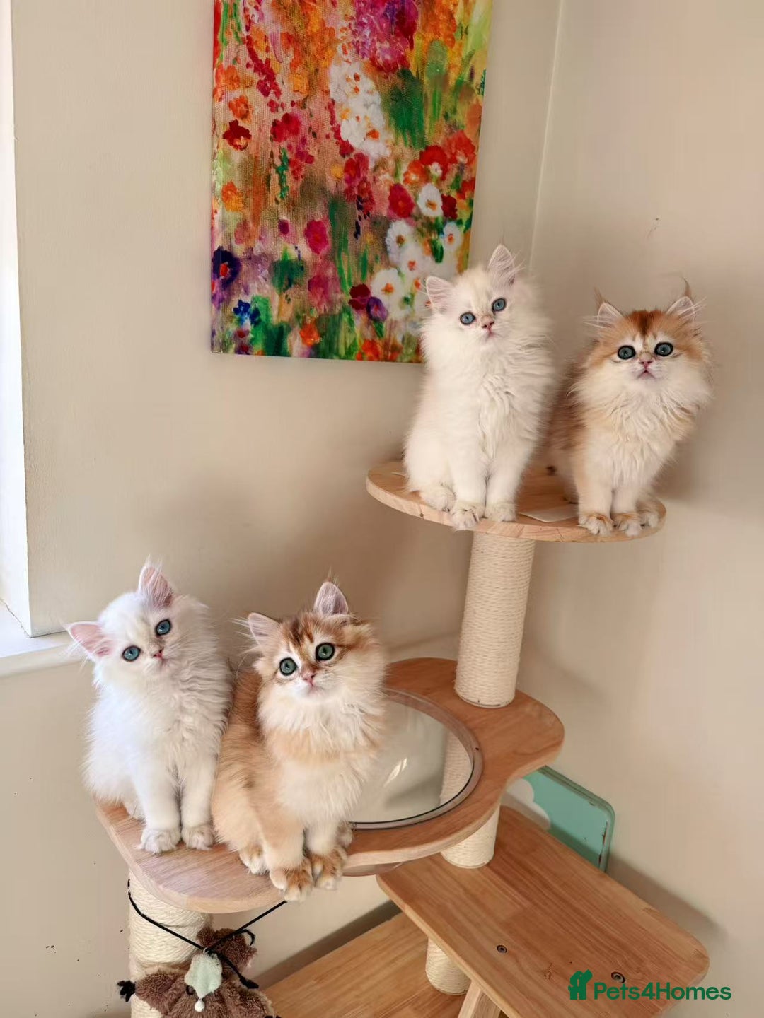 British Longhair cats for sale: Stunning Golden British Longhair Kittens - Advert 9