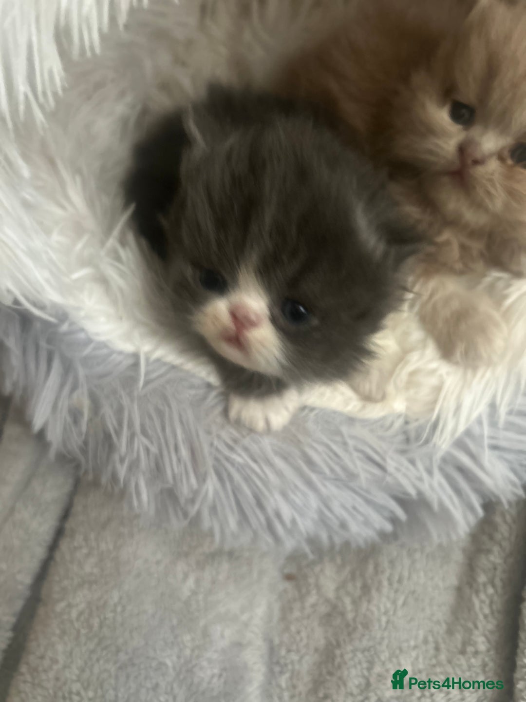 Persian cats for sale:  ** ✨READY  **  EVE 2x beautiful Persians✨ **   - Advert 3