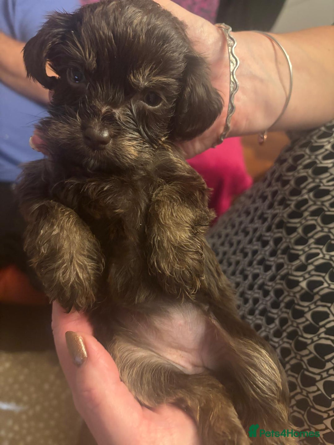 Cockapoo dogs for sale: Chocolate&white miniature  f2 Cockapoo puppies  - Advert 12