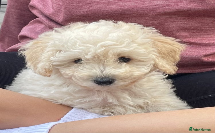 Miniature Poodle dogs - Advert 1