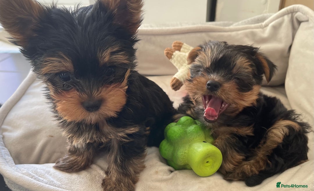 Yorkshire Terrier dogs for sale: Adorable Mini Yorkshire Terrier puppies - Advert 9