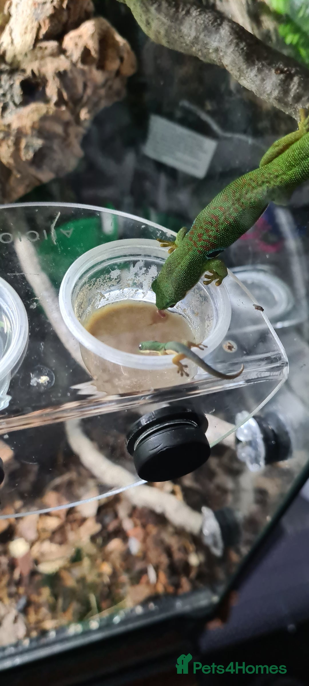 Gecko reptiles for sale: Peacock geckos in Harlow - Image 7