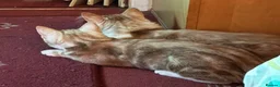 Domestic Shorthair cats for sale: 5 Beautiful Kittens - Advert 34