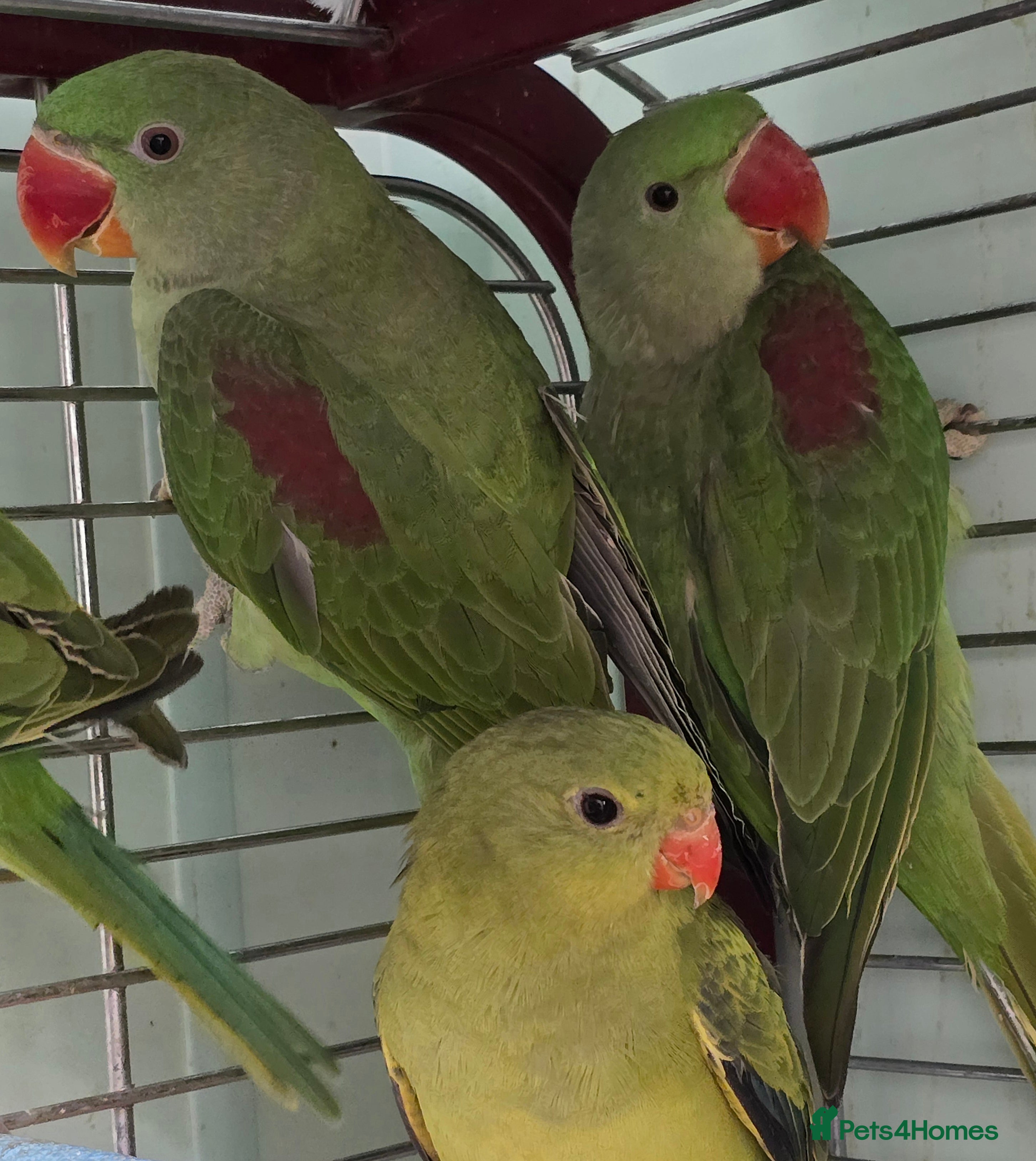 Ringnecks birds Cheeky Ringnecks, Alexandrine & Rock Pebblar!!! - Advert 2