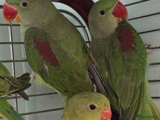 Ringnecks birds Cheeky Ringnecks, Alexandrine & Rock Pebblar!!! - Advert 1