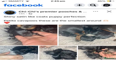 Cavapoo dogs - Advert 11