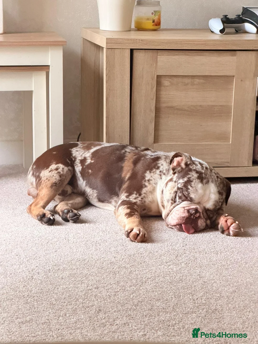 English Bulldog dogs for sale: Bailey  - Advert 1