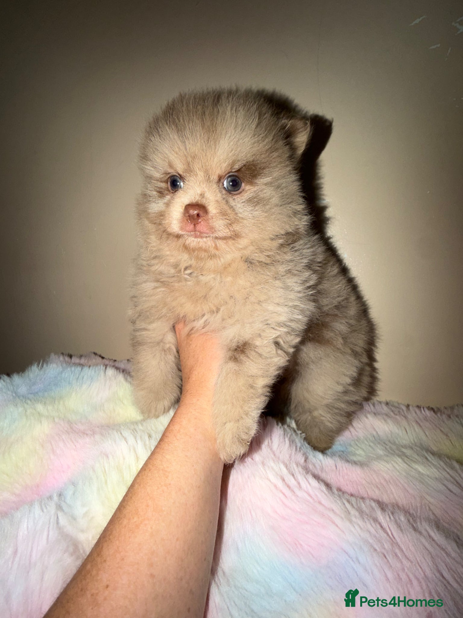 Pomeranian dogs 🍫🍫🤎CHOCOLATE & CHOC MEARLE  POMERANIANS🤎🍫🍫 - Advert 8