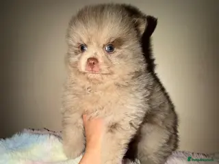 Pomeranian dogs 🍫🍫🤎CHOCOLATE & CHOC MEARLE POMERANIANS🤎🍫🍫 - Advert 8