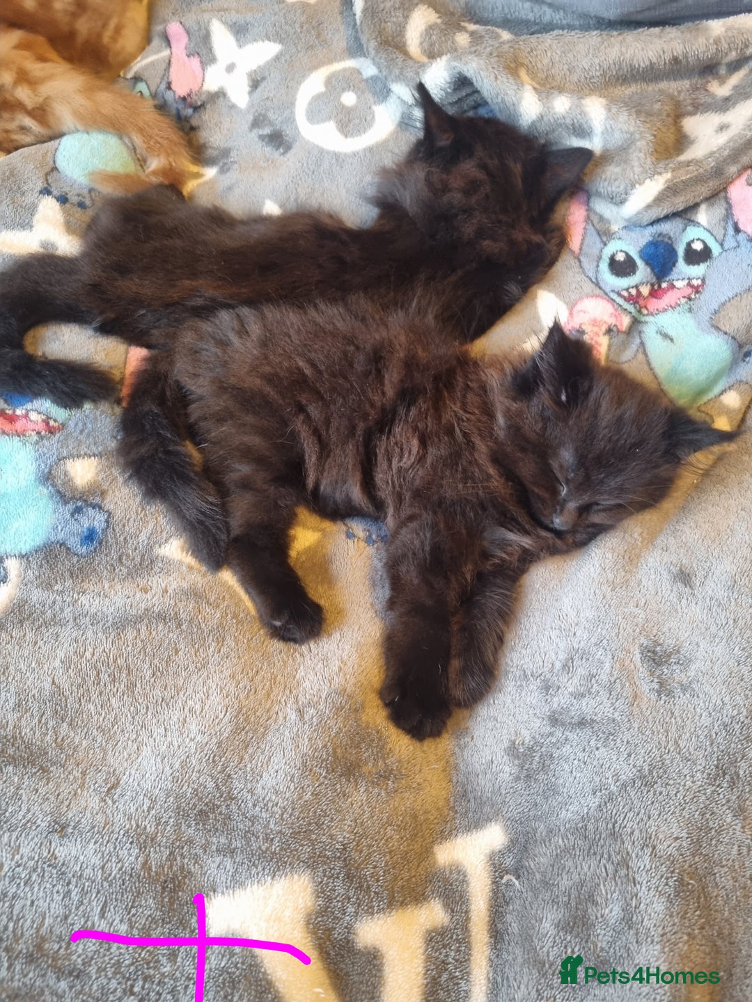 Mixed Breed cats for sale: Maine coon X - Advert 4