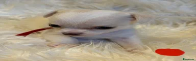 Chihuahua 2