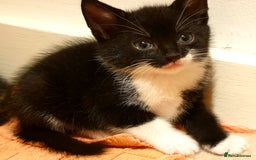 Mixed Breed cats for sale: 5 Gorgeous & Playful Kittens - Image 5