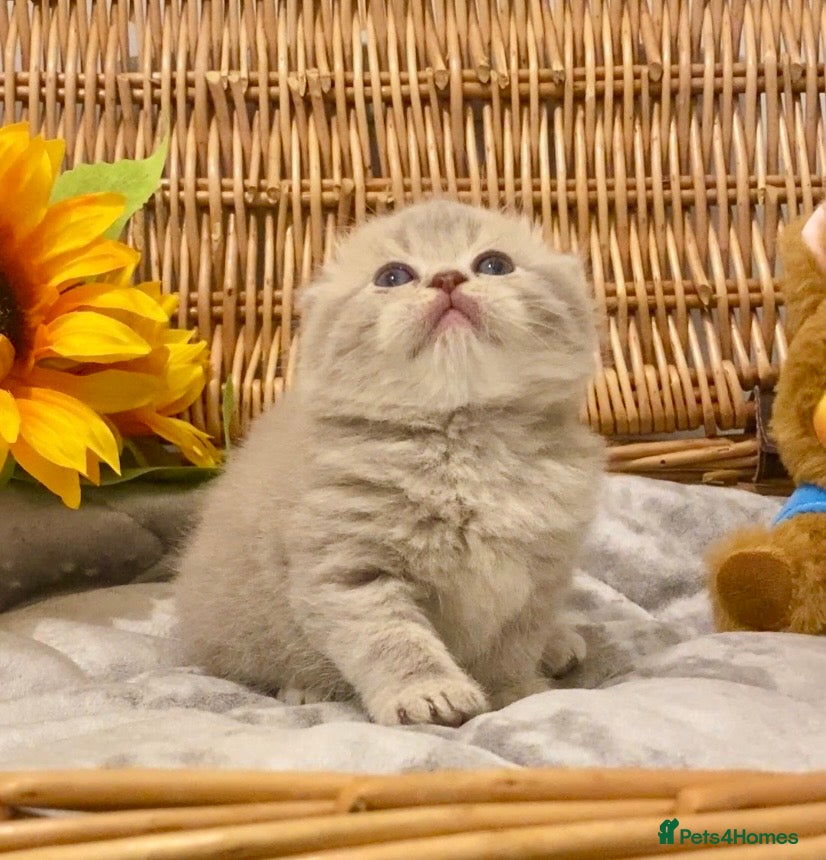 Scottish Fold cats 🧸QUALITY TICA REG FAWN SCOTTISH/BSH 😻🧸 - Advert 5