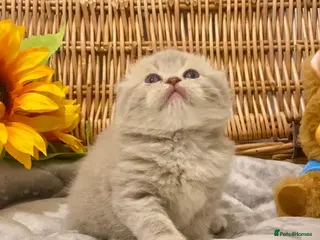 Scottish Fold cats 🧸QUALITY TICA REG FAWN SCOTTISH/BSH 😻🧸 - Advert 5