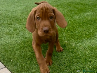 Hungarian Vizsla dogs - Advert 3