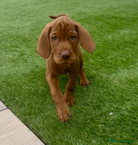 Hungarian Vizsla dogs - Advert 5