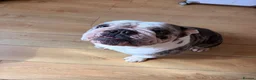 English Bulldog dogs for stud: Buster – Blue Merle Tri Stud - Advert 10