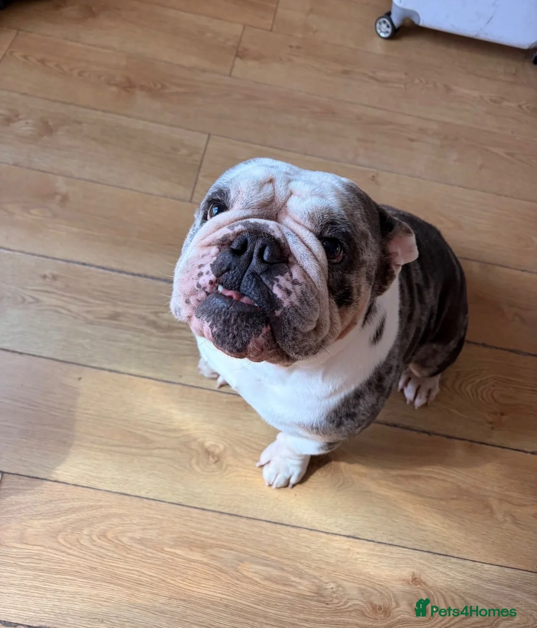 English Bulldog dogs for stud: Buster – Blue Merle Tri Stud - Advert 10