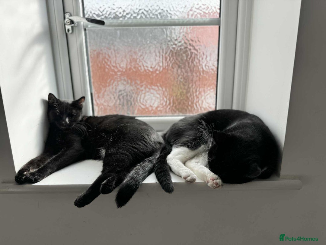 Mixed Breed cats for sale: 🐾 Sweet Cat Duo Looking for a Loving Home 🐾 - Image 2