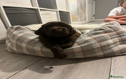 Sprocker dogs for sale: Beautiful sprocker puppies  - Image 3