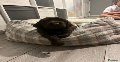 Sprocker dogs - Advert 5