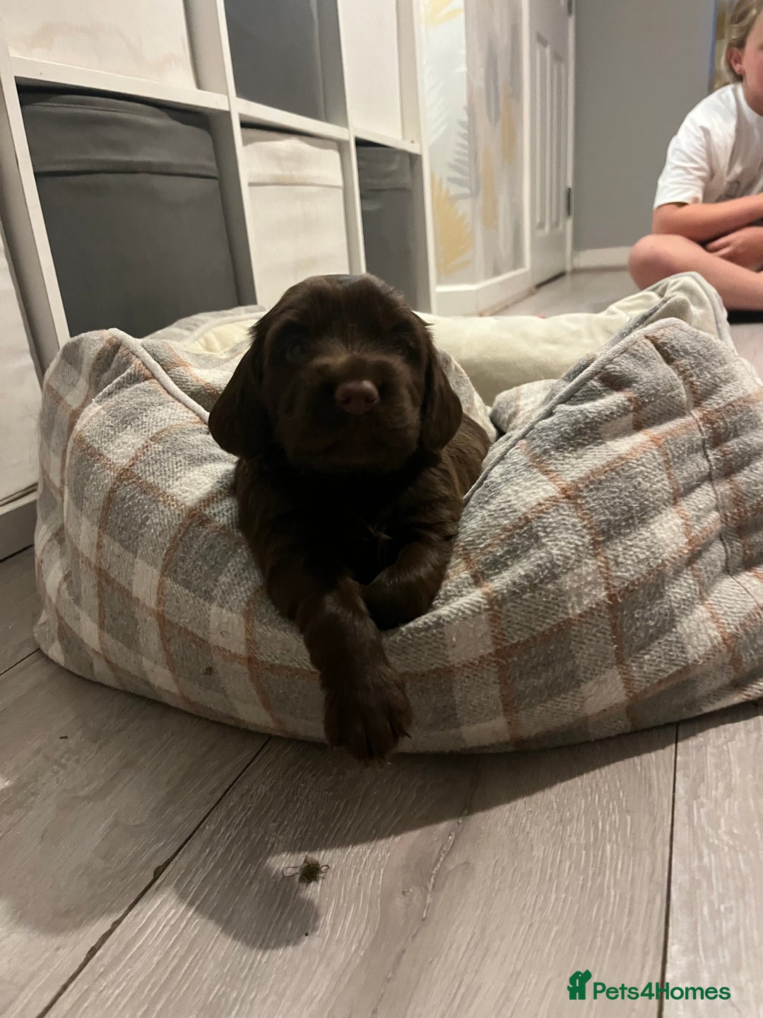 Sprocker dogs for sale: Beautiful sprocker puppies  - Image 3