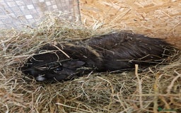 Guinea Pig rodents for sale: 2 male guinea pigs - Image 7