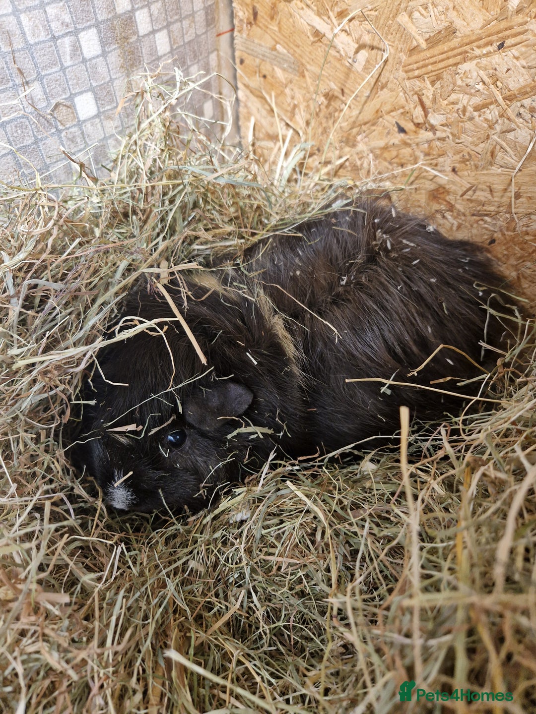 Guinea Pig rodents for sale: 2 male guinea pigs - Image 7