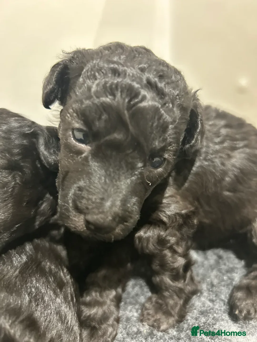Toy Poodle dogs for sale: OUTSTANDING TOY SILVER POODLE BOYS DNA 🧬 CLEAR - Advert 3