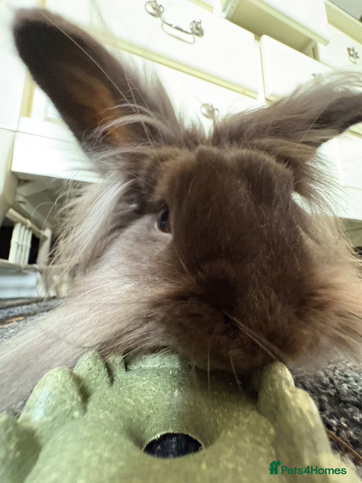 Lionhead rabbits for sale: 2yo Lionhead Female in Hove - Advert 6