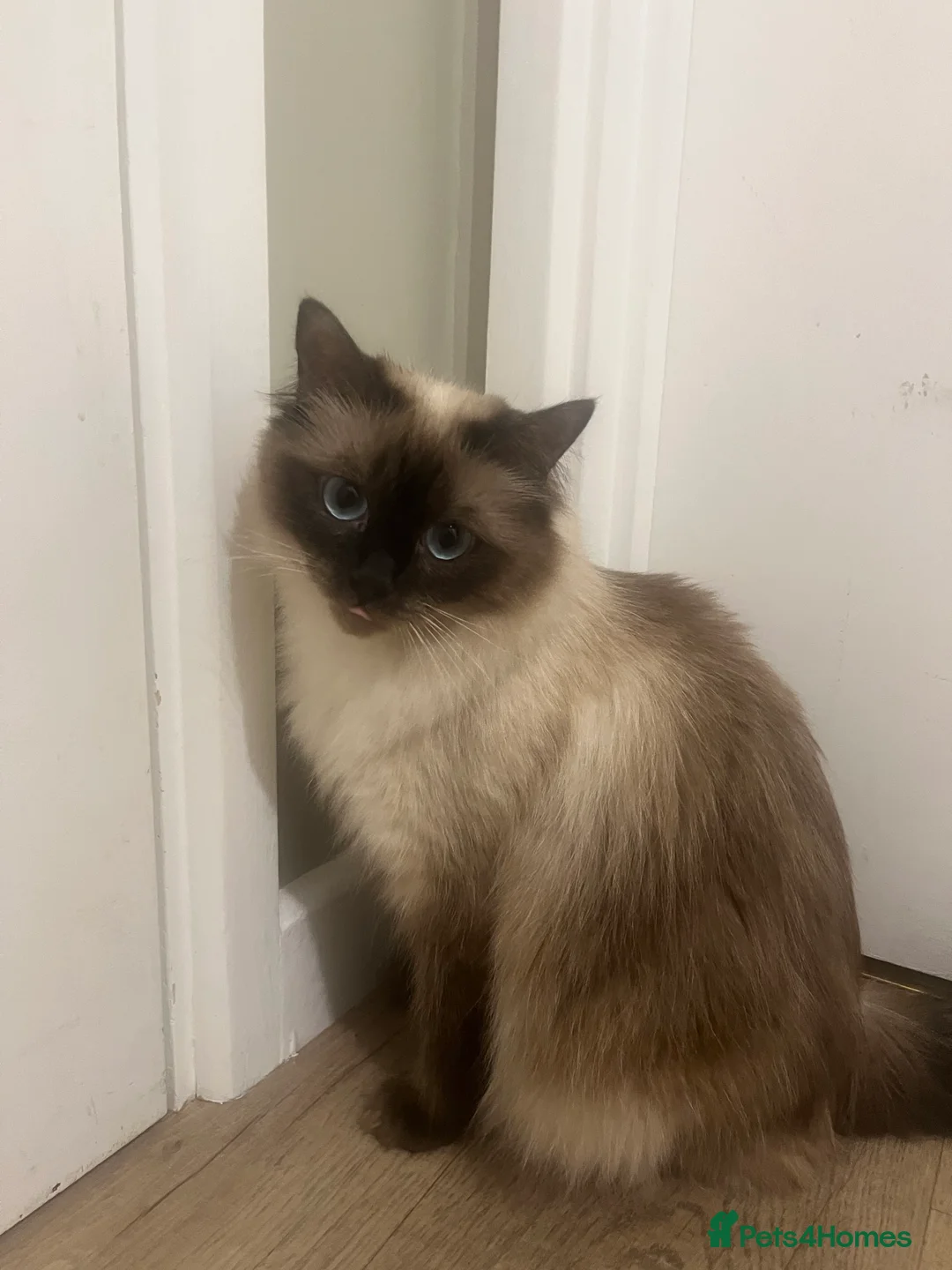 Ragdoll cats for sale: Stunning ragdoll babies! 😻😽 - Advert 11
