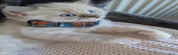 Ragdoll cats for sale: 😺Sweet affectionate Blue Ragdoll kitten 🐾 ! in Matlock - Advert 3
