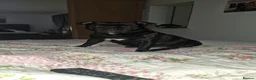 Staffordshire Bull Terrier dogs for sale: Kassius Staffordshire bull terrier pups for sale  in Middlesbrough - Advert 10