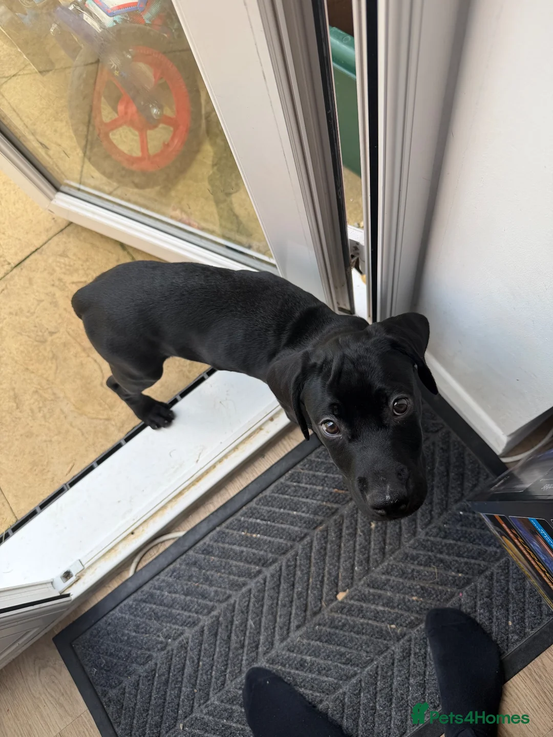 Mixed Breed dogs for sale: Marley - Advert 8