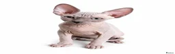 Sphynx cats for sale: Exceptional Sphynx Kittens - Advert 5
