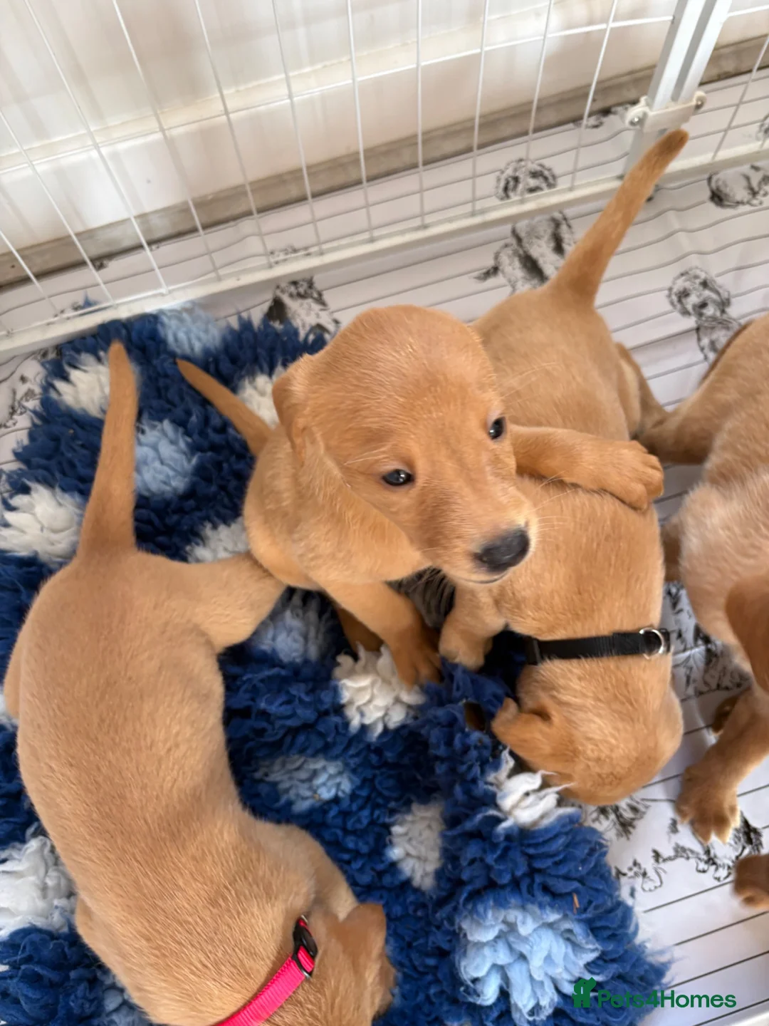 Labrador Retriever dogs for sale: Exceptional pedigree fox red Labrador retrievers - Advert 13