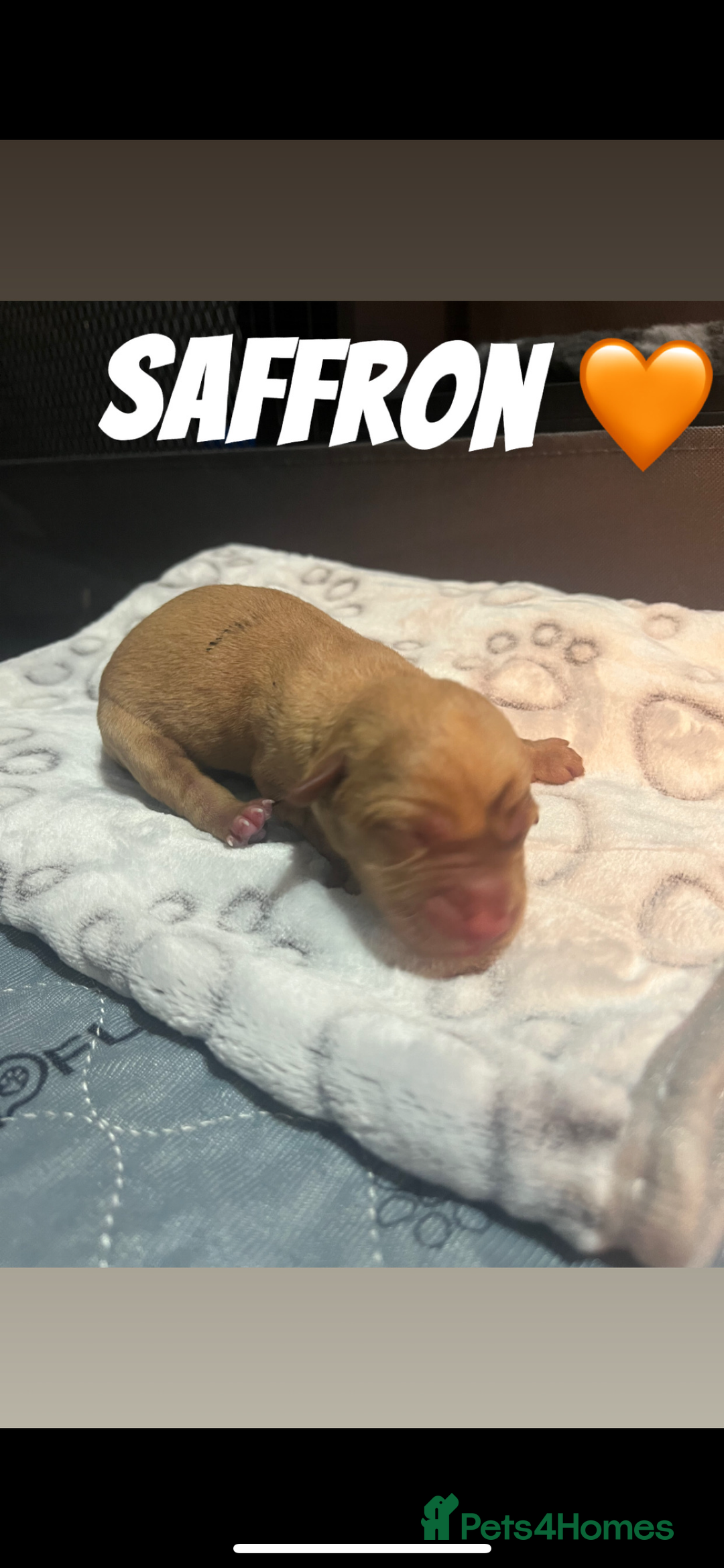 Labrador Retriever dogs for sale: Fox red Labrador puppies  - Image 13