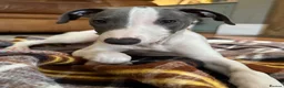 Mixed Breed dogs for sale: 🐾Reduced🐾READY NOW!!Italian x whippet pups! - Advert 9