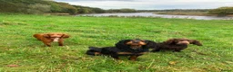 Cocker Spaniel dogs for sale: 🐾 Poppy – 4-Year-Old KC Registered Working Cocker - Advert 6