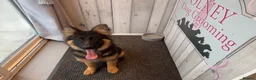 German Shepherd dogs for sale: KENNEL CLUB REG GIRL AVAILABLE  - Advert 4