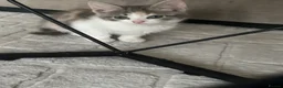 Domestic Shorthair cats for sale: Kittens ready to leave for their new homes  - Advert 2