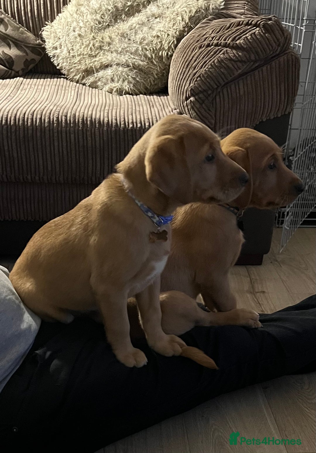 Labrador Retriever dogs for sale: 2 Beautiful Fox red pups for a loving family. - Advert 4