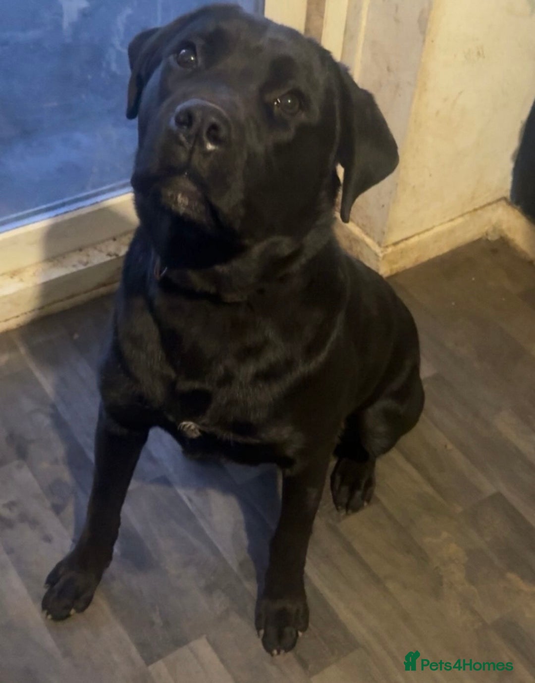 Mixed Breed dogs for sale: Spayed 9 month old duke - Advert 6