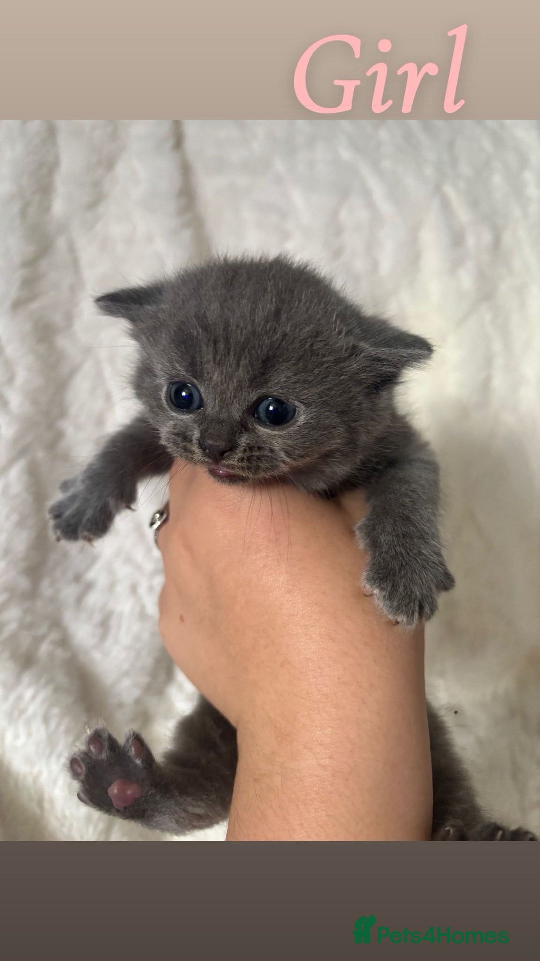 British Shorthair cats for sale: British shorthair kittens - Image 7